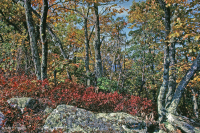 Rừng sồi hạt dẻ Appalachian Trung tâm / Nội Piedmont – CEGL006299 Rừng sồi hạt dẻ Appalachian Trung tâm / Nội Piedmont – CEGL006299