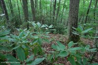 Rừng cây sồi hạt dẻ/Rừng cây đỗ quyên Catawba – CEGL008524 Rừng cây sồi hạt dẻ/Rừng cây đỗ quyên Catawba – CEGL008524