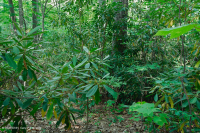 Sồi hạt dẻ Appalachian phía Nam - Sồi đỏ phía Bắc / Rừng đỗ quyên lớn – CEGL006286 Sồi hạt dẻ Appalachian phía Nam - Sồi đỏ phía Bắc / Rừng đỗ quyên lớn – CEGL006286