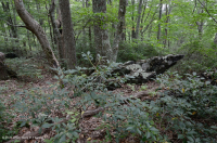 Rừng sồi hạt dẻ Appalachian phía Nam – CEGL006271 Rừng sồi hạt dẻ Appalachian phía Nam – CEGL006271