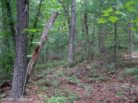 Thông trắng Appalachian miền Trung/Piedmont - Rừng sồi – CEGL008539 Thông trắng Appalachian miền Trung/Piedmont - Rừng sồi – CEGL008539