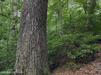 Đồng bằng ven biển phía Bắc / Piedmont Oak - Beech / Rừng thạch nam – CEGL006919 Đồng bằng ven biển phía Bắc / Piedmont Oak - Beech / Rừng thạch nam – CEGL006919