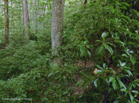 Đồng bằng ven biển phía Bắc / Piedmont Oak - Beech / Rừng thạch nam – CEGL006919 Đồng bằng ven biển phía Bắc / Piedmont Oak - Beech / Rừng thạch nam – CEGL006919