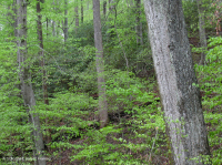 Đồng bằng ven biển phía Bắc / Piedmont Oak - Beech / Rừng thạch nam – CEGL006919 Đồng bằng ven biển phía Bắc / Piedmont Oak - Beech / Rừng thạch nam – CEGL006919