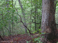 Đồng bằng ven biển phía Bắc / Piedmont Oak - Beech / Rừng thạch nam – CEGL006919 Đồng bằng ven biển phía Bắc / Piedmont Oak - Beech / Rừng thạch nam – CEGL006919