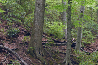 Đồng bằng ven biển phía Bắc / Piedmont Oak - Beech / Rừng thạch nam – CEGL006919 Đồng bằng ven biển phía Bắc / Piedmont Oak - Beech / Rừng thạch nam – CEGL006919