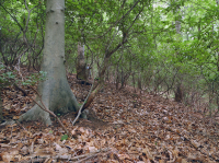 Đồng bằng ven biển phía Bắc / Piedmont Oak - Beech / Rừng thạch nam – CEGL006919 Đồng bằng ven biển phía Bắc / Piedmont Oak - Beech / Rừng thạch nam – CEGL006919