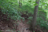 Đồng bằng ven biển phía Bắc / Piedmont Oak - Beech / Rừng thạch nam – CEGL006919 Đồng bằng ven biển phía Bắc / Piedmont Oak - Beech / Rừng thạch nam – CEGL006919