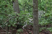 Đồng bằng ven biển phía Bắc / Piedmont Oak - Beech / Rừng thạch nam – CEGL006919 Đồng bằng ven biển phía Bắc / Piedmont Oak - Beech / Rừng thạch nam – CEGL006919