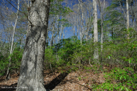 Đồng bằng ven biển phía Bắc / Piedmont Oak - Beech / Rừng thạch nam – CEGL006919 Đồng bằng ven biển phía Bắc / Piedmont Oak - Beech / Rừng thạch nam – CEGL006919