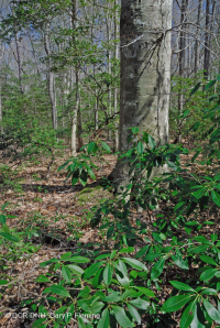 Đồng bằng ven biển phía Bắc / Piedmont Oak - Beech / Rừng thạch nam – CEGL006919 Đồng bằng ven biển phía Bắc / Piedmont Oak - Beech / Rừng thạch nam – CEGL006919