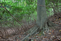 Đồng bằng ven biển phía Bắc / Piedmont Oak - Beech / Rừng thạch nam – CEGL006919 Đồng bằng ven biển phía Bắc / Piedmont Oak - Beech / Rừng thạch nam – CEGL006919