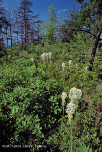 Thông Appalachian Trung tâm - Rừng sồi / Cây thạch nam – CEGL004996