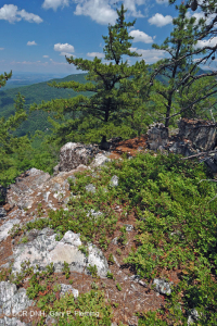 Thông Appalachian Trung tâm - Rừng sồi / Cây thạch nam – CEGL004996