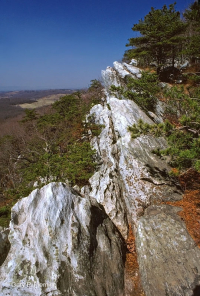 Thông Appalachian Trung tâm - Rừng sồi / Cây thạch nam – CEGL004996