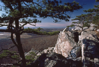 Thông Appalachian Trung tâm - Rừng sồi / Cây thạch nam – CEGL004996