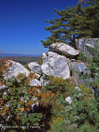 Thông Appalachian Trung tâm - Rừng sồi / Cây thạch nam – CEGL004996