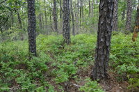 Thông Appalachian Trung tâm - Rừng sồi / Cây thạch nam – CEGL004996