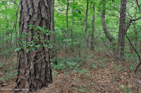 Thông Appalachian Trung tâm - Rừng sồi / Cây thạch nam – CEGL004996