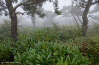 Thông Appalachian Trung tâm - Rừng sồi / Cây thạch nam – CEGL004996