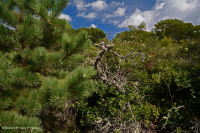 Thông Appalachian Trung tâm - Rừng sồi / Cây thạch nam – CEGL004996