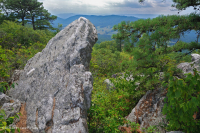 Thông Appalachian Trung tâm - Rừng sồi / Cây thạch nam – CEGL004996