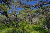 Thông Appalachian Trung tâm - Rừng sồi / Heath - CEGL004996