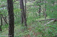 Thông Appalachian Trung tâm - Rừng sồi / Cây thạch nam – CEGL004996