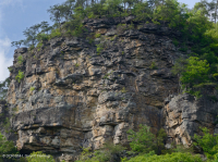 Vách đá sa thạch khô cằn Cumberland Mountains – CEGL004392