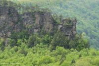 Vách đá sa thạch khô cằn Cumberland Mountains - CEGL004392