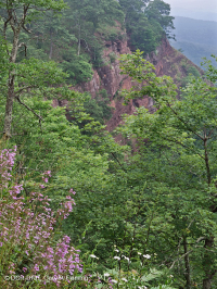 Vách đá vôi Mesic Appalachian phía Nam – CEGL008435