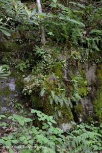 Vách đá vôi Mesic Appalachian phía Nam – CEGL008435