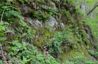 Piedmont / Trung Appalachian Mafic / Vách đá vôi - CEGL006479