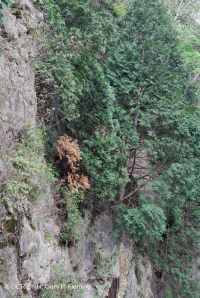 Rừng cây tuyết tùng trắng phía Bắc – CEGL002596