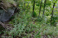 Tần bì cơ bản Trung Appalachian - Rừng Hickory – CEGL003683