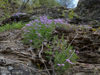 Đá phiến sét Appalachian Trung tâm cằn cỗi (Kiểu phía Nam) – CEGL006562