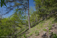 Đá phiến sét Appalachian Trung tâm cằn cỗi (Kiểu phía Nam) – CEGL006562