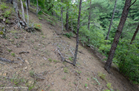 Đá phiến sét Appalachian Trung tâm cằn cỗi (Kiểu phía Nam) – CEGL006562