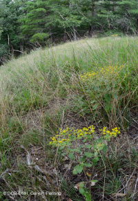 Đá phiến Appalachian Trung tâm cằn cỗi (Loại đồng cỏ/trọc đá phiến) – CEGL008530