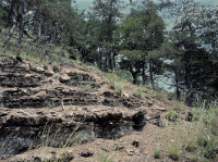 Đá phiến vôi Appalachian Trung tâm cằn cỗi - CEGL006037 (một phần)