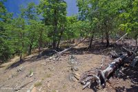 Đá phiến sét Appalachian Trung tâm cằn cỗi (Kiểu phía Bắc) – CEGL006288