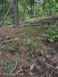 Rừng đá phiến sét Xeric Appalachian Trung tâm (Loại sồi hạt dẻ/thảo mộc hỗn hợp) – CEGL008526