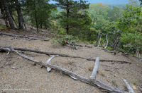 Đá phiến sét Appalachian Trung tâm cằn cỗi (Kiểu phía Bắc) – CEGL006288