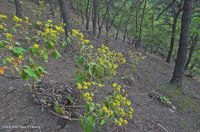 Đá phiến sét Appalachian Trung tâm cằn cỗi (Kiểu phía Bắc) – CEGL006288