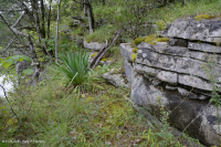 Đá vôi / Dolostone Barren (Loại thung lũng và sườn núi phía Nam) – CEGL005131 Đá vôi / Dolostone Barren (Loại thung lũng và sườn núi phía Nam) – CEGL005131