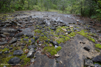 Đá vôi / Dolostone Barren (Loại thung lũng và sườn núi phía Nam) - CEGL005131 Đá vôi / Dolostone Barren (Loại thung lũng và sườn núi phía Nam) - CEGL005131