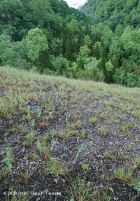 Đá vôi / Dolostone Barren (Loại sườn đồi và thung lũng) – CEGL004738 Đá vôi / Dolostone Barren (Loại sườn đồi và thung lũng) – CEGL004738