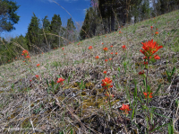 Đá vôi / Dolostone Barren (Loại sườn đồi và thung lũng) – CEGL004738 Đá vôi / Dolostone Barren (Loại sườn đồi và thung lũng) – CEGL004738