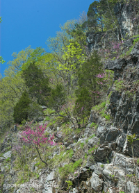 Cây sồi Chinquapin Appalachian Trung tâm - Rừng tuyết tùng đỏ phía Đông – CEGL006231 Cây sồi Chinquapin Appalachian Trung tâm - Rừng tuyết tùng đỏ phía Đông – CEGL006231