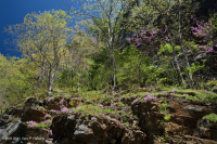 Cây sồi Chinquapin Appalachian Trung tâm - Rừng tuyết tùng đỏ phía Đông – CEGL006231 Cây sồi Chinquapin Appalachian Trung tâm - Rừng tuyết tùng đỏ phía Đông – CEGL006231